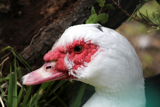 技术和恰当 技术和恰当